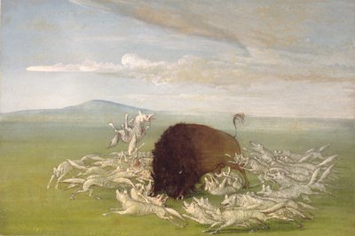バッファロー・ブルを襲うホワイト・ウルフ 作： George Catlin