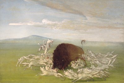 バッファローの雄牛を攻撃する白いオオカミ、1832-1833。 作： George Catlin