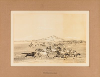 野生の馬の遊び--No.3 作： George Catlin