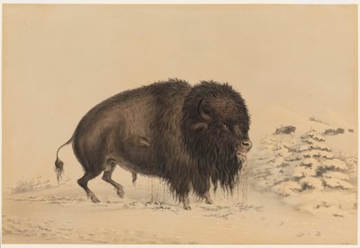  作： George Catlin