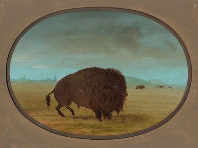 負傷したバッファローの雄牛、18611869。 作： George Catlin