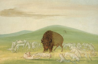 傷ついたバッファロー・ブル、ホワイト・ウルフに囲まれる 作： George Catlin