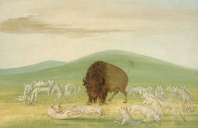 白いオオカミに囲まれた負傷したバッファローの雄牛、1832-1833。 作： George Catlin
