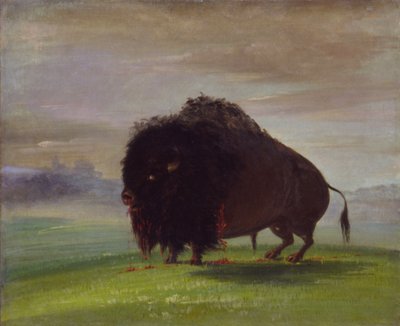 傷ついたバッファロー、大草原に血を流す 作： George Catlin