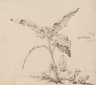 Vuohet banaanipuun alla 作： George Chinnery