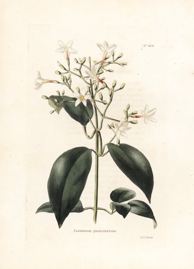 Jasmin (Jasminum paniculatum) - イギリスの雑誌 Conrad Loddiges Botanical Cabinet (1738-1826) のための、George Cooke によるリトグラフ 作： George Cooke