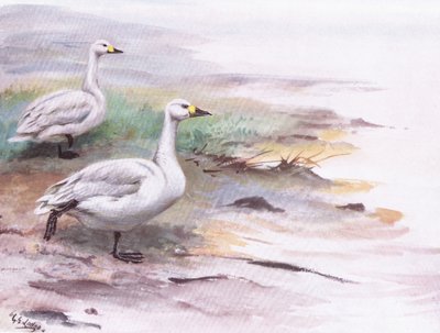 ビュイックの白鳥（リトグラフ） 作： George Edward Lodge