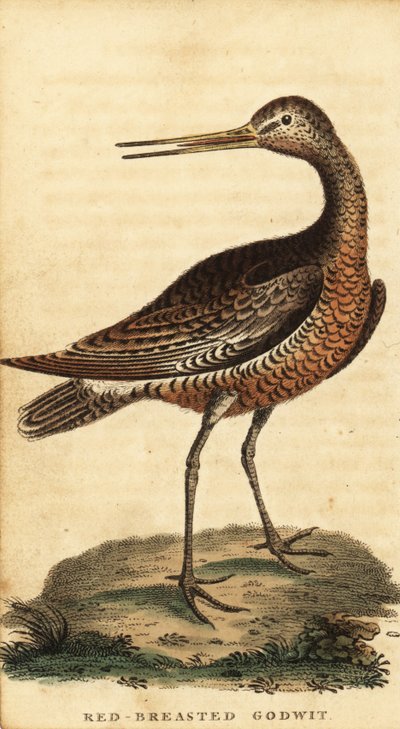 バーテイル・ゴッドウィット、Limosa lapponica、1800年（彫刻） 作： George Edwards