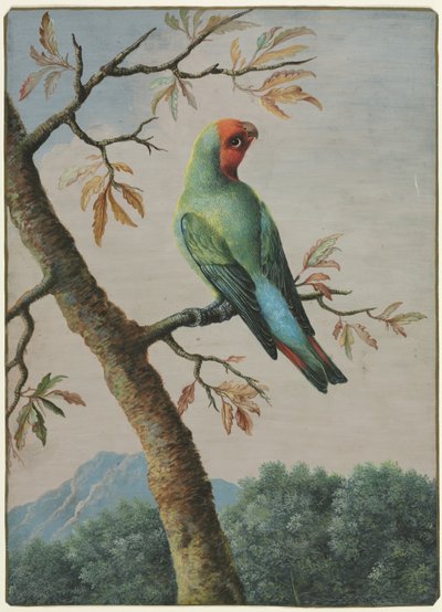 鳥の研究。 作： George Edwards