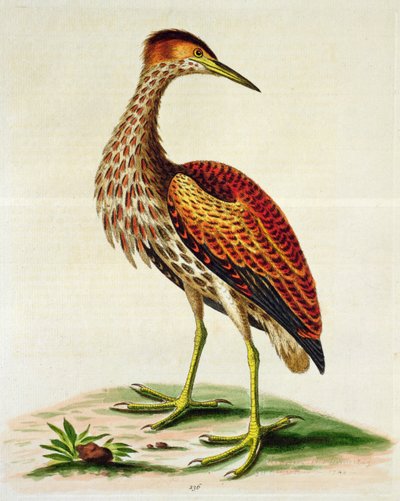 ハドソン湾のにがり、1748年（手描きの彫刻） 作： George Edwards