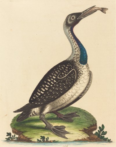 青い喉を持つ黒と白の水鳥。 作： George Edwards