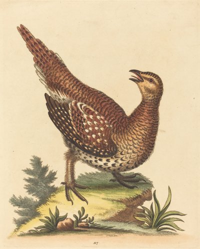茶色のまだらの鳥 作： George Edwards