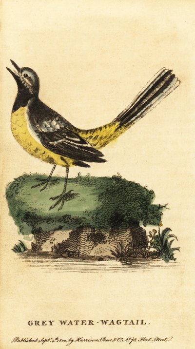 灰色の鶺鴒、Motacilla cinerea。 ,1800年（刻印） 作： George Edwards