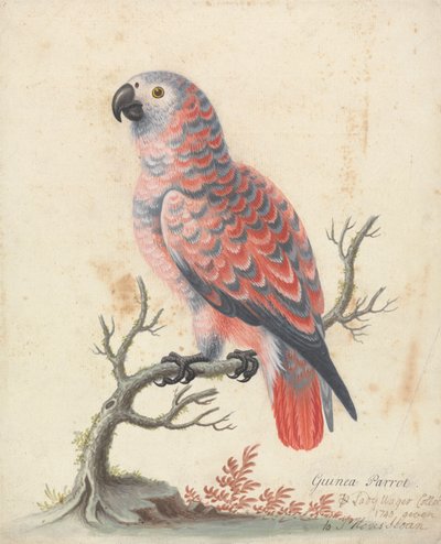 Guinea Parrot   1442590   ja       japanese Successfully Translated  Original: Portrait of Alessandro de Medici Translat: Portrait of Alessandro de Medici 1459537 ja japanese Successfully Translated Original: Femina Bar Translat: Femina Bar 1454210 ja japa 作： George Edwards