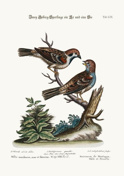 山雀、雄鶏と雌鳥、1749-73 作： George Edwards