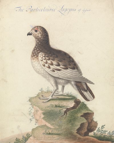 雷鳥 作： George Edwards