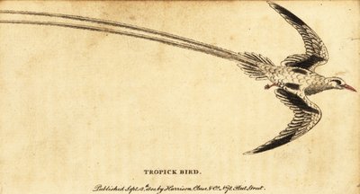 赤くちばし熱帯鳥、Phaethon aethereus.、1800 年 (彫刻) 作： George Edwards
