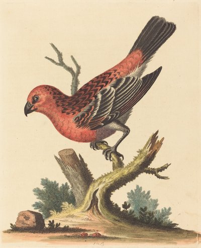 赤と黒の鳥 作： George Edwards