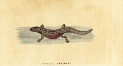滑らかなイモリ、Lissotriton vulgaris。 ,1800年（刻印） 作： George Edwards