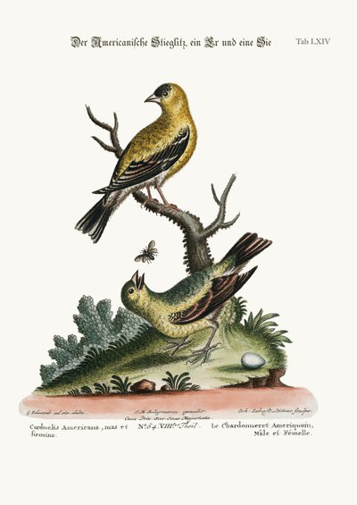 アメリカのゴールドフィンチ、雄鶏と雌鳥、1749-73 作： George Edwards