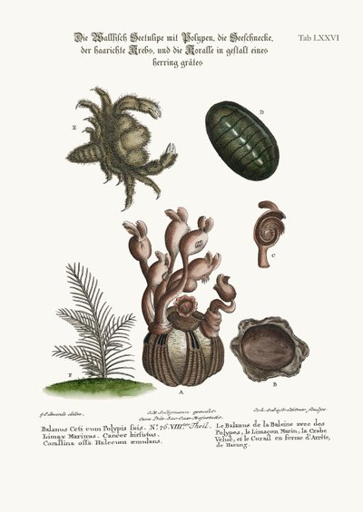 ポリープ、リマックスマリーナ、毛ガニ、ヘリンボーンサンゴのクジラのバラヌス、1749年〜73年 作： George Edwards