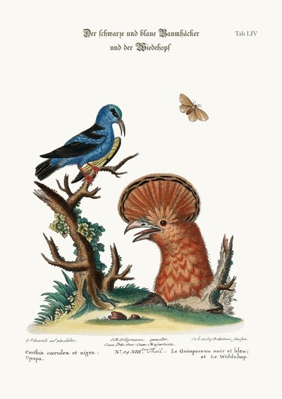 黒と青のクリーパーとヤツガシラ編、1749-73 作： George Edwards
