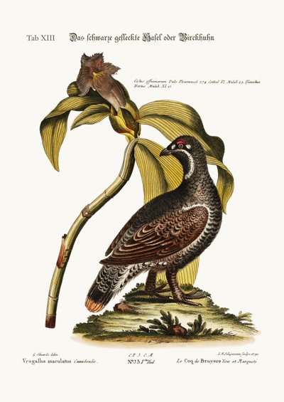 黒と斑点のあるヒースコック、1749-73 作： George Edwards