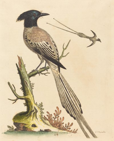 1743年に出版された白黒の紋付き極楽鳥。 作： George Edwards