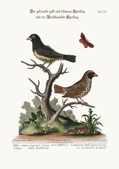 黒と黄色の凍結したスズメとブラジルのスズメ、1749-73 作： George Edwards