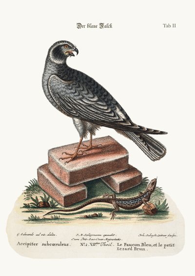 ブルーホークと小さな茶色のトカゲ、1749-73 作： George Edwards
