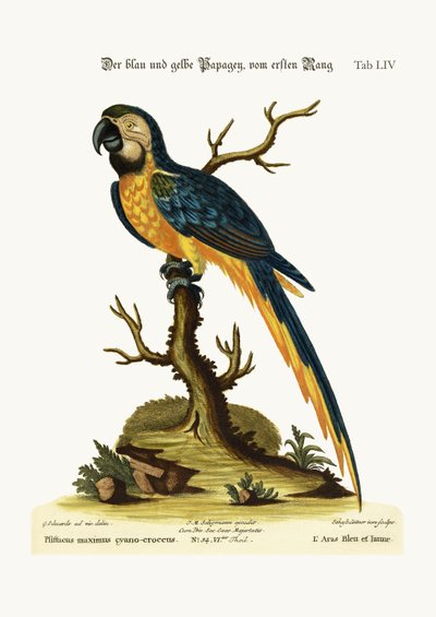青と黄色のマコー、1749-73 作： George Edwards