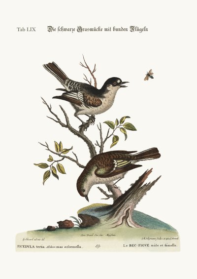 コックコールドフィンチ。ヘンコールドフィンチ、1749年〜73年 作： George Edwards