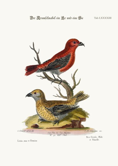 法案、雄鶏と雌鳥、1749-73 作： George Edwards