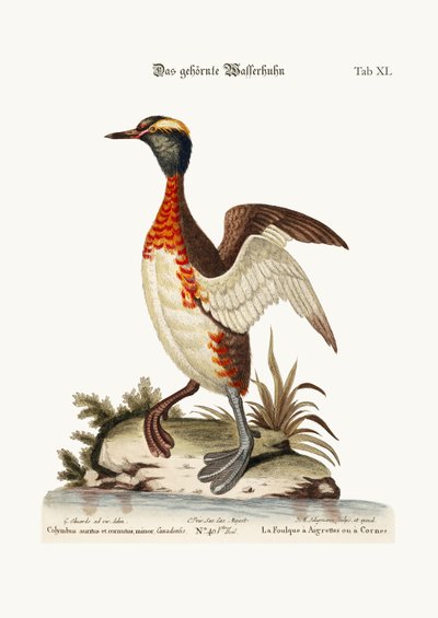 耳のあるまたは角のあるドブチク、1749-73 作： George Edwards