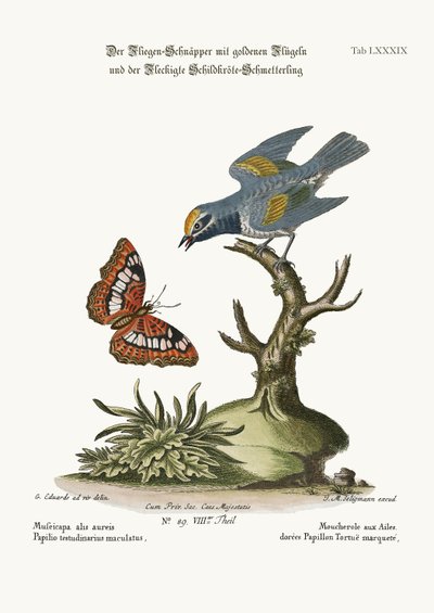 金色の翼のヒタキと斑点のある亀の蝶、1749-73 作： George Edwards
