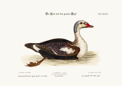 灰色の頭のアヒル、1749-73 作： George Edwards