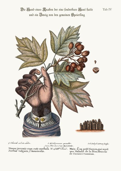 皮膚を傷つけた少年の手と共通の奉仕木の枝、1749-73 作： George Edwards