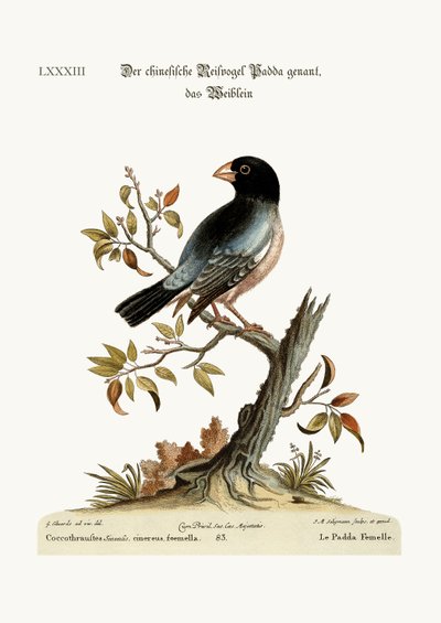 ヘンパダまたは米鳥、1749年〜73年 作： George Edwards