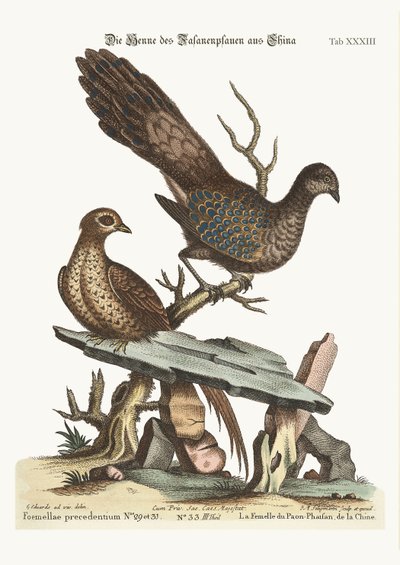 中国の鶏クジャク、1749-73 作： George Edwards