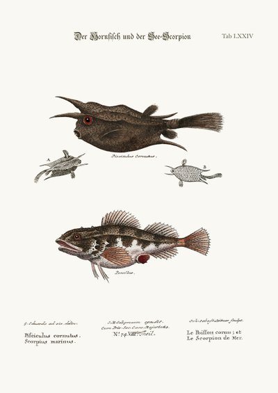 角魚と海サソリ、1749-73 作： George Edwards
