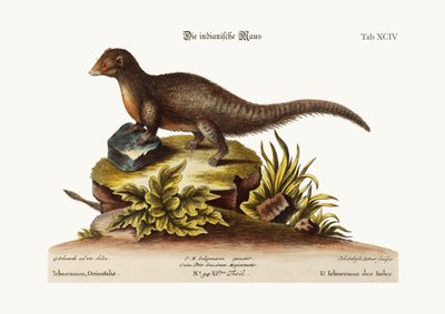 インドのイクニューモン、1749-73 作： George Edwards