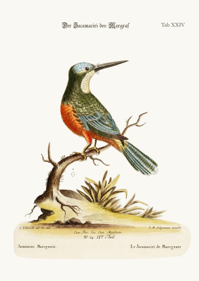MarcgraveのJacamaciri、1749-73 作： George Edwards