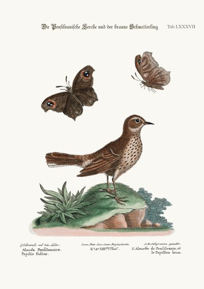ペンシルベニア州のヒバリとブラウンバタフライ、1749年〜73年 作： George Edwards