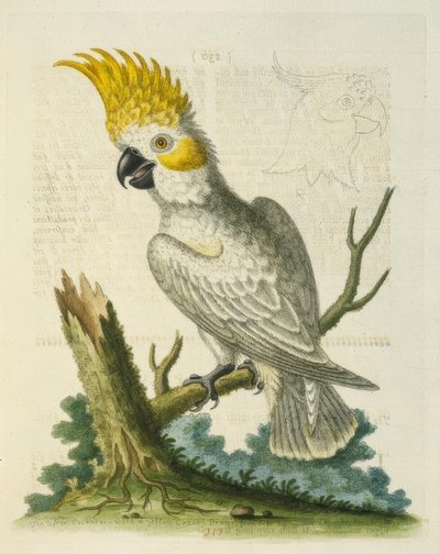 黄色の紋章を持つレッサーホワイトコカトゥー。 - Le Petit Cacatua Blanc a Crete Jaune 作： George Edwards