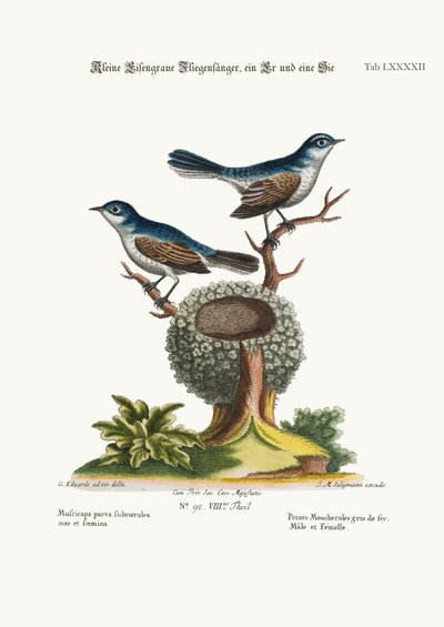 小さな青灰色のヒタキ、雄鶏と雌鳥、1749-73 作： George Edwards