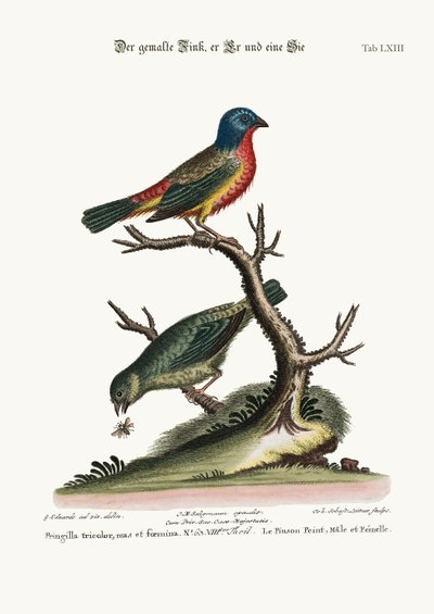 塗装されたフィンチ、雄鶏と雌鳥、1749-73 作： George Edwards
