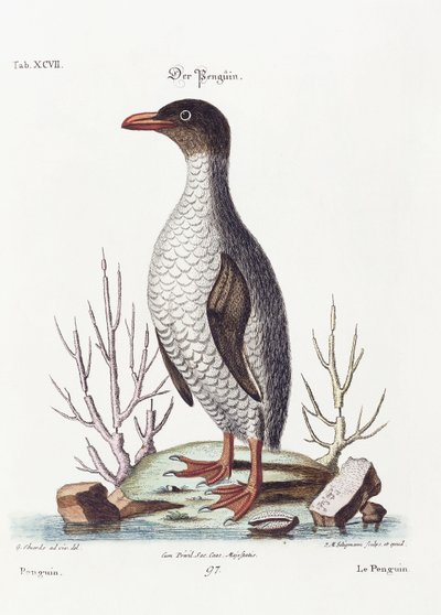 ペンギン、1770 作： George Edwards