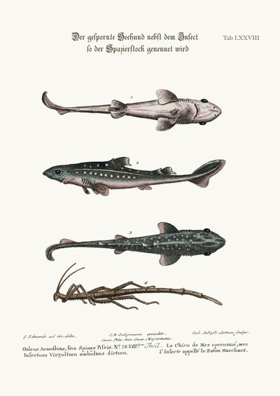 刺された犬または猟犬、1歩く歩行スティックと呼ばれる昆虫 作： George Edwards