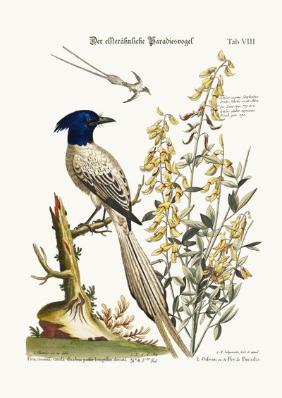 Pyed Bird of Paradise、1749-73 作： George Edwards