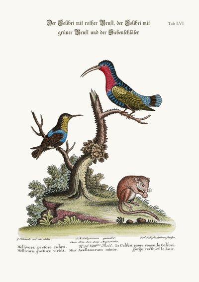 アカノハチドリ、ノドジロハチドリ、ヤマネ、1749-73 作： George Edwards